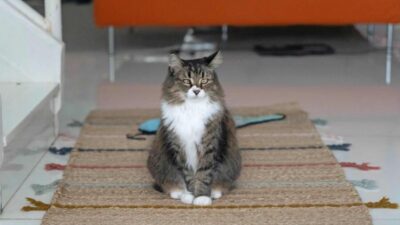 هل القطط ناكرة للجميل؟