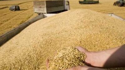 سوريا لم تشتر قمحا بعد في مناقصة لشراء 100 ألف طن