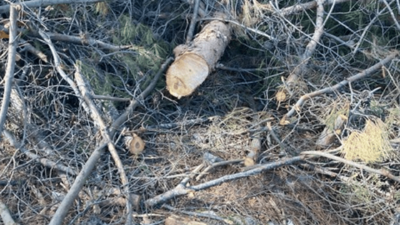 بعد قطع صنوبر معمر في حردين… وزارة الزراعة تتحرك