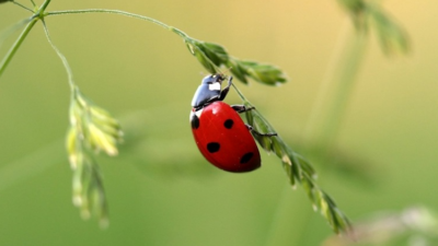 نشرة إرشادية لوزارة الزراعة عن شراء المبيدات الزراعية واستخدامها